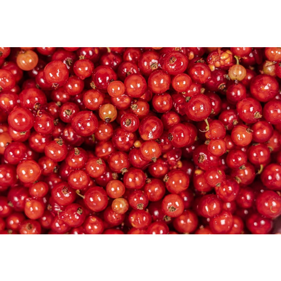 Red Currant